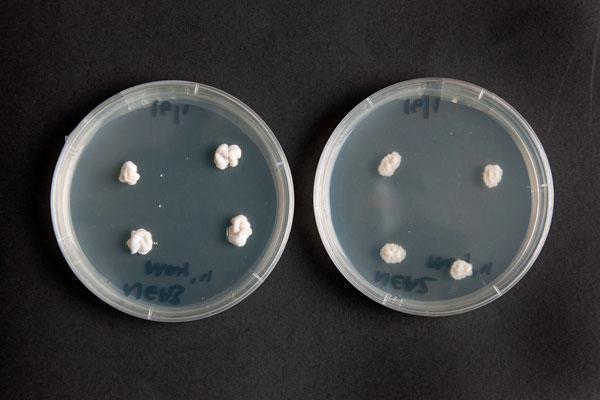 Endophyte seed tests