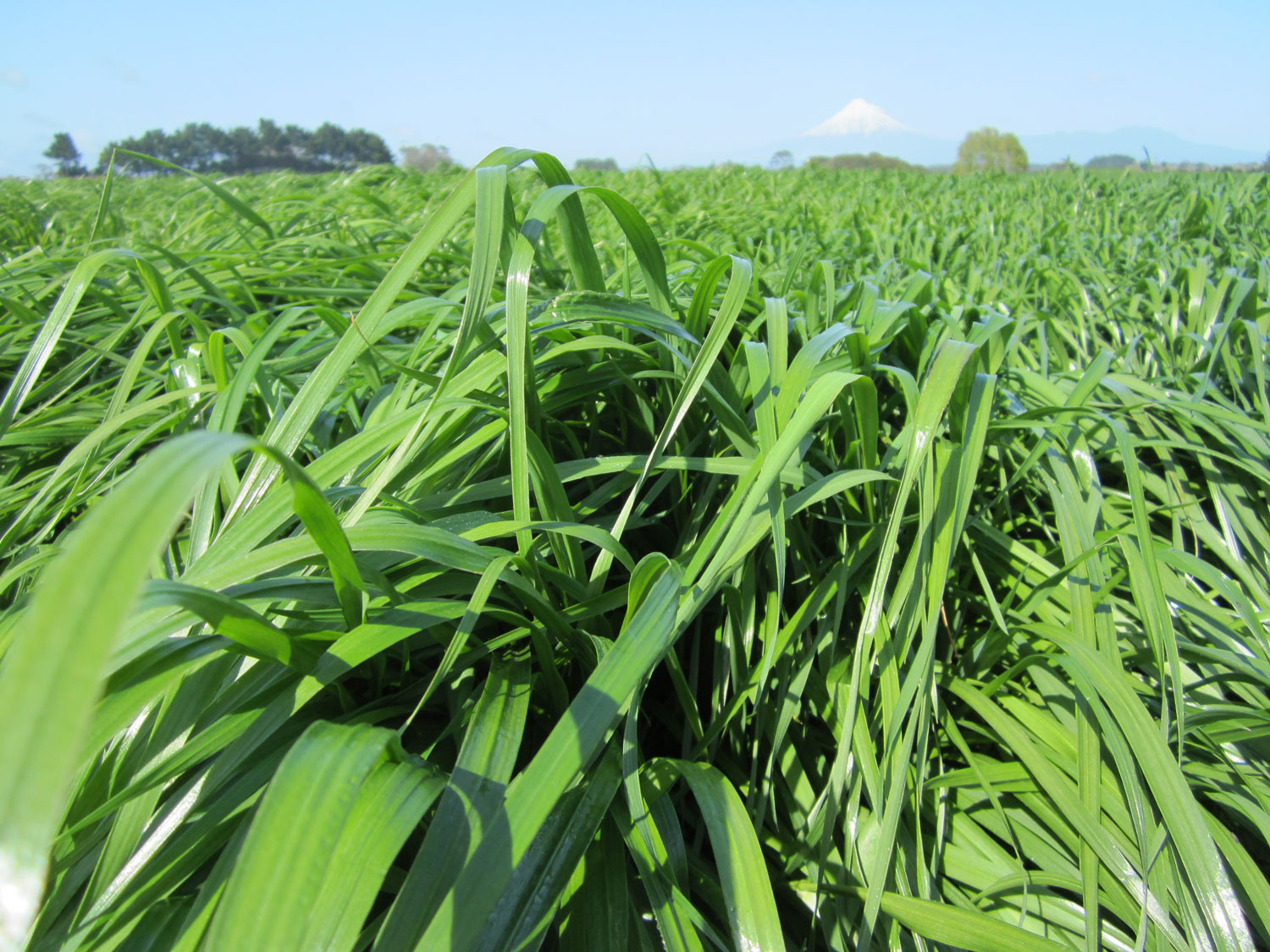 Soil fertility – new pasture