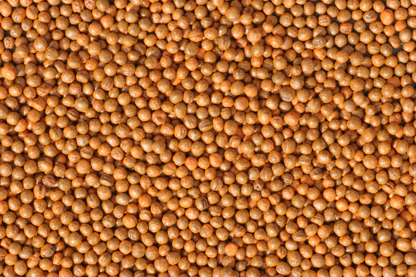 Agricote Brassica
