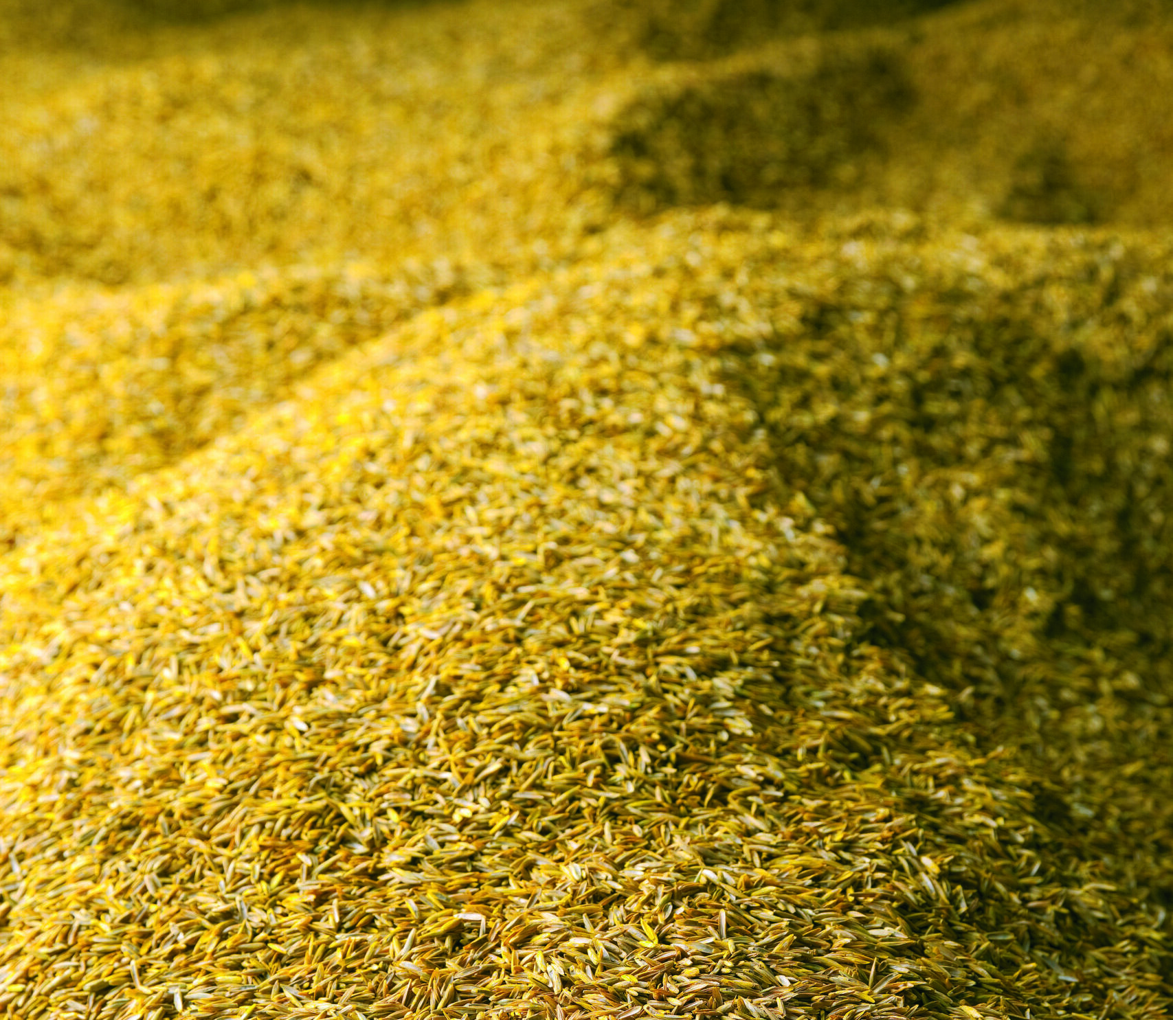 Agricote grass