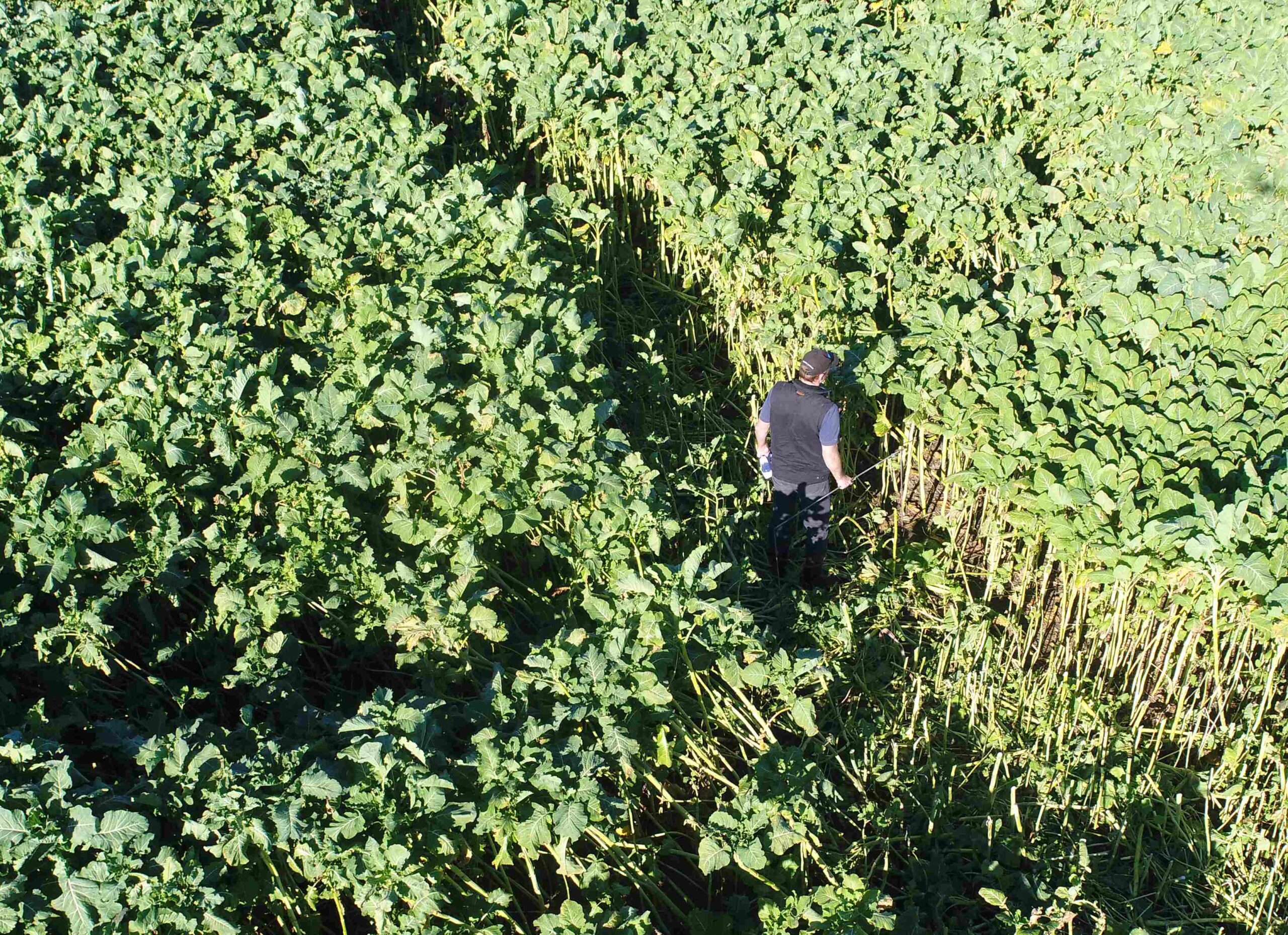 Measuring crop yield