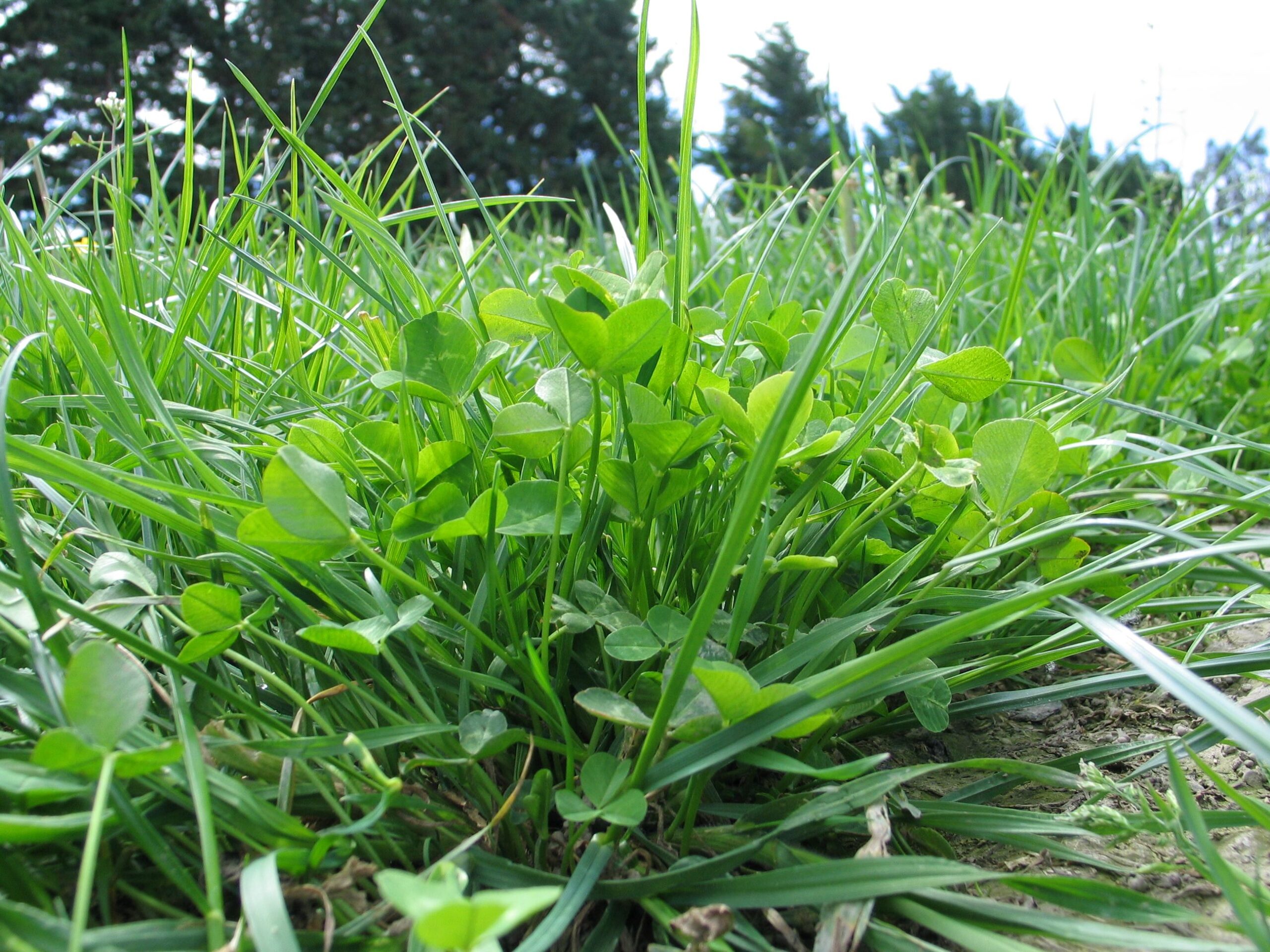 Maximising white clover