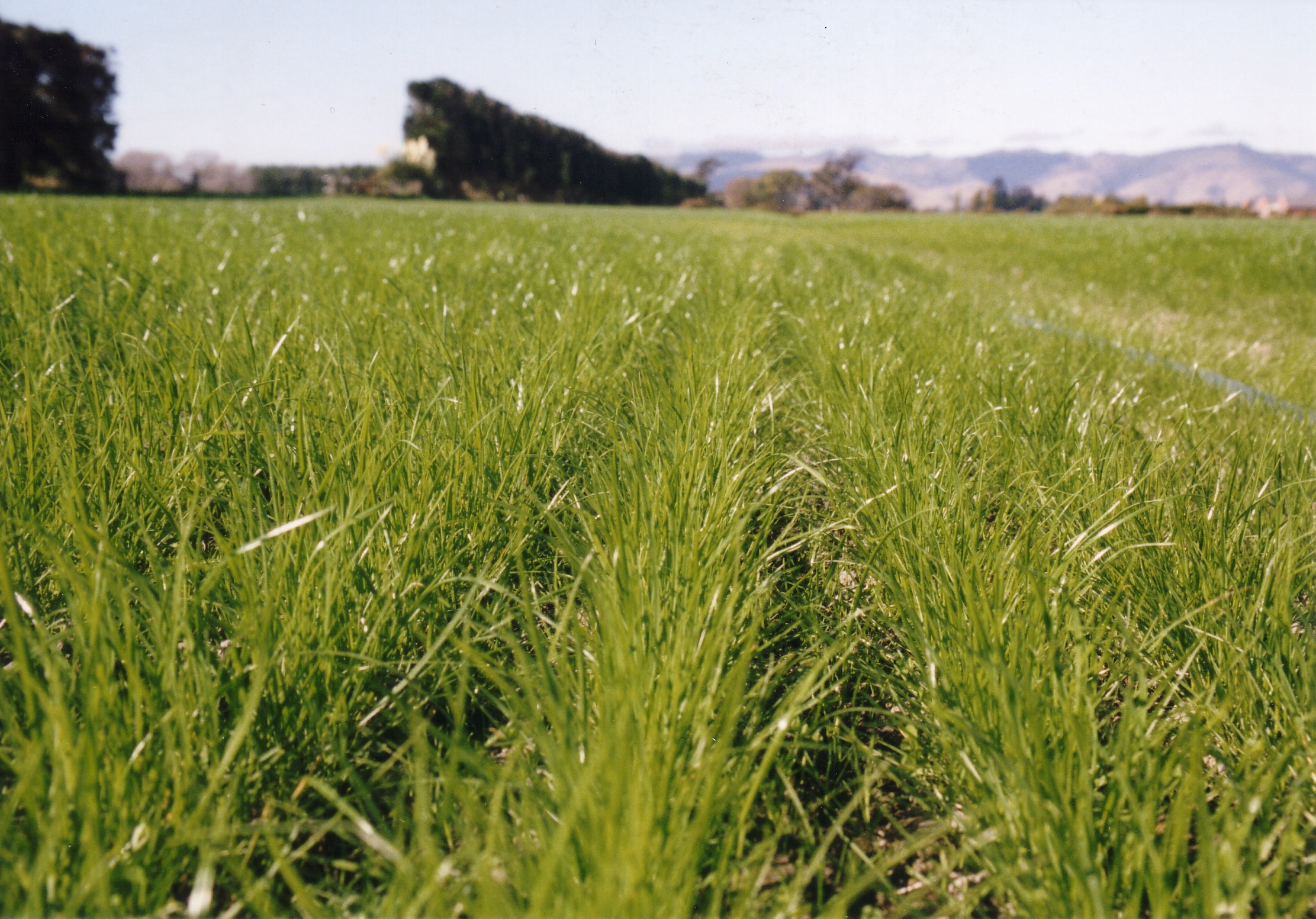 Principles of ryegrass growth