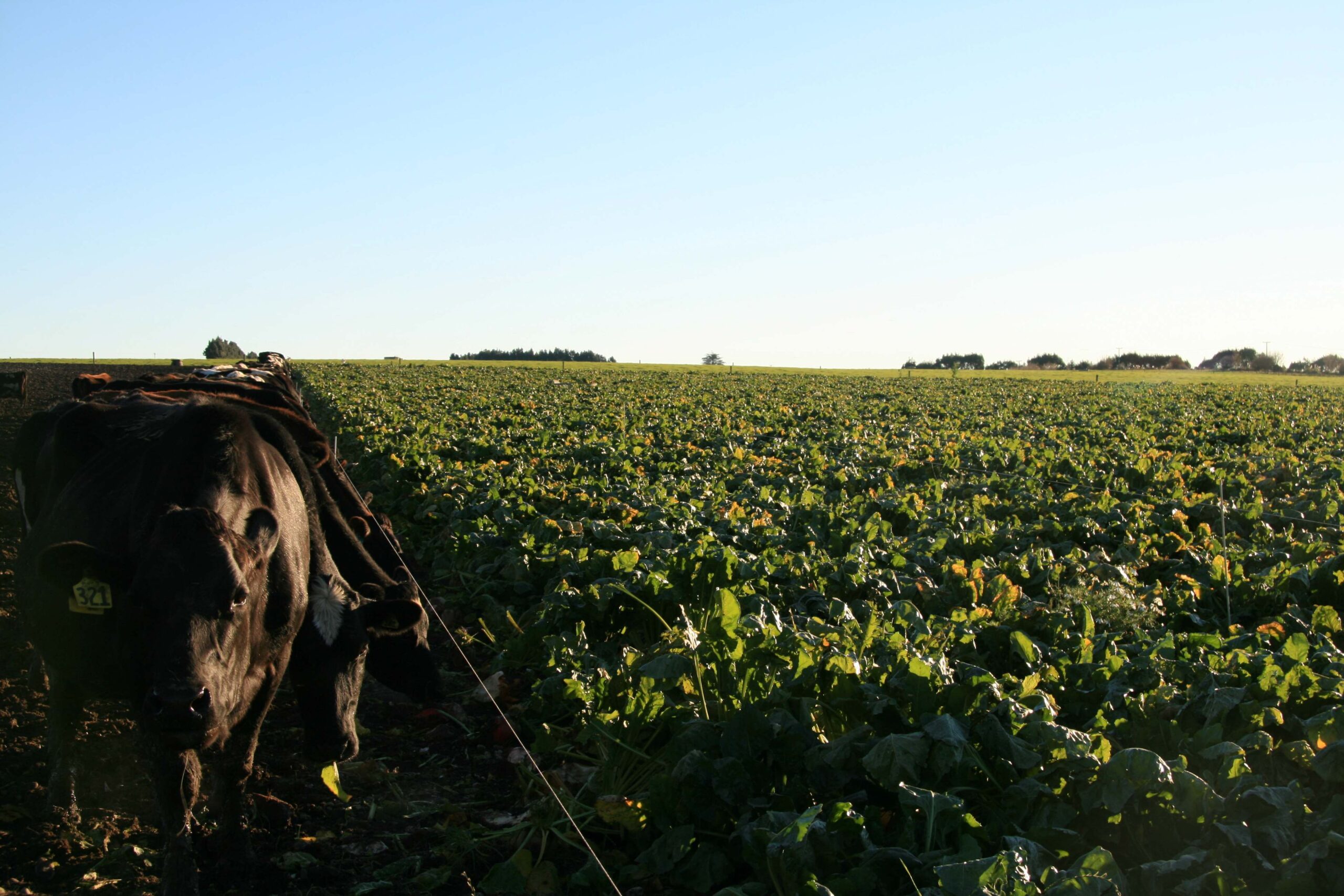 Fodder beet sowing checklist