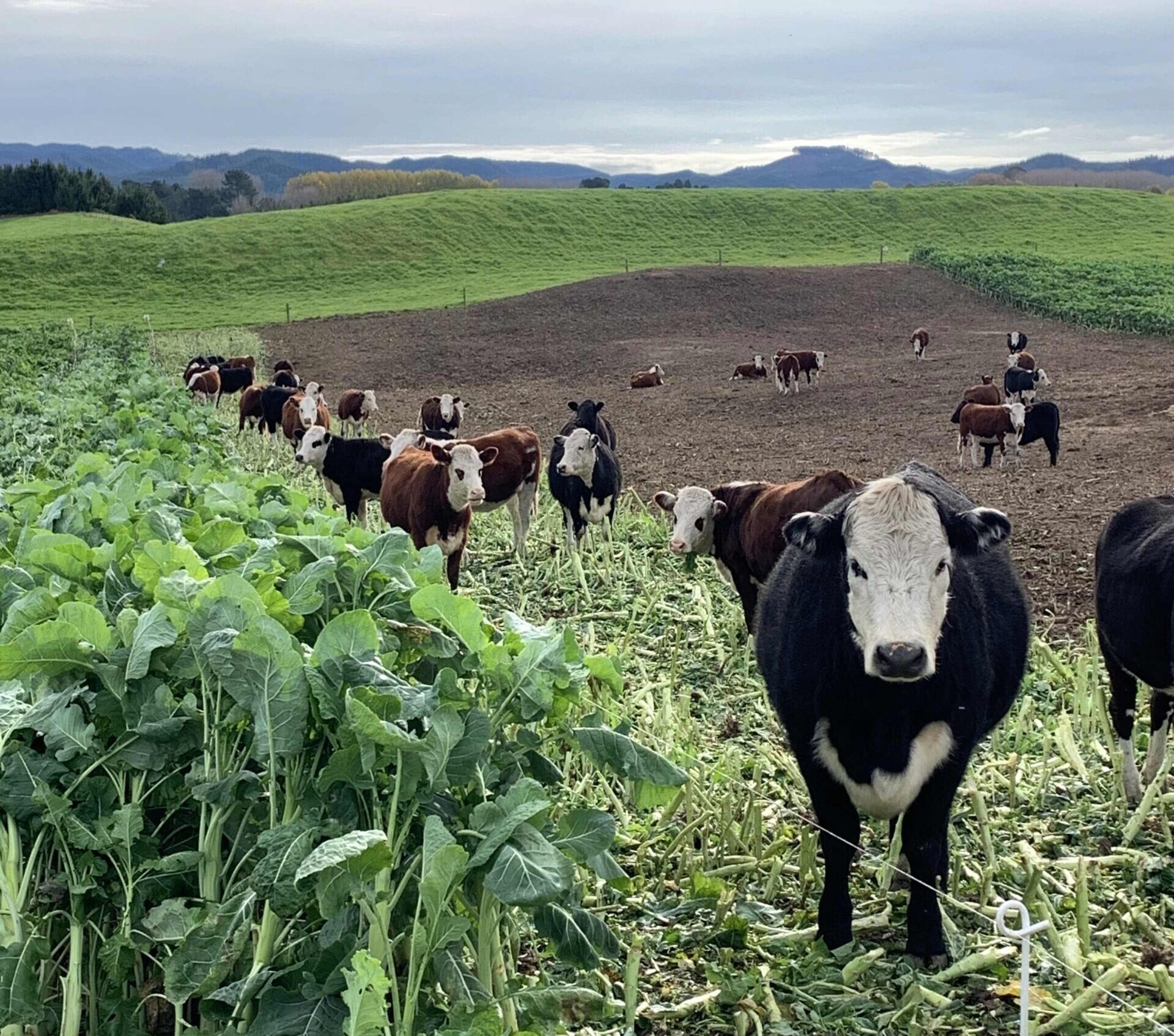 Winter crop paddock selection