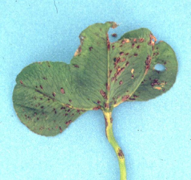 White clover diseases