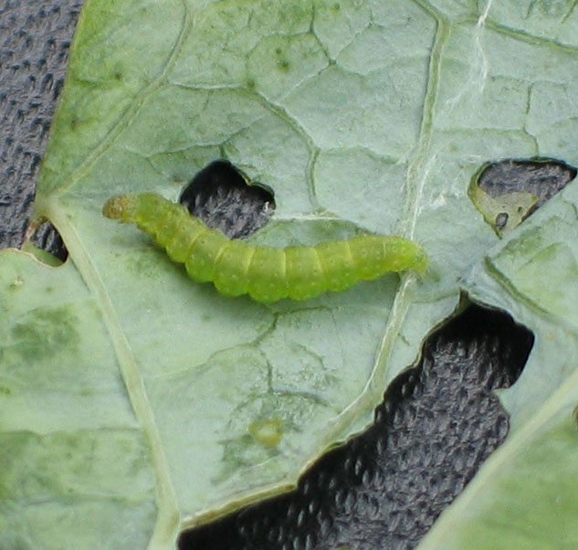 Brassica pests