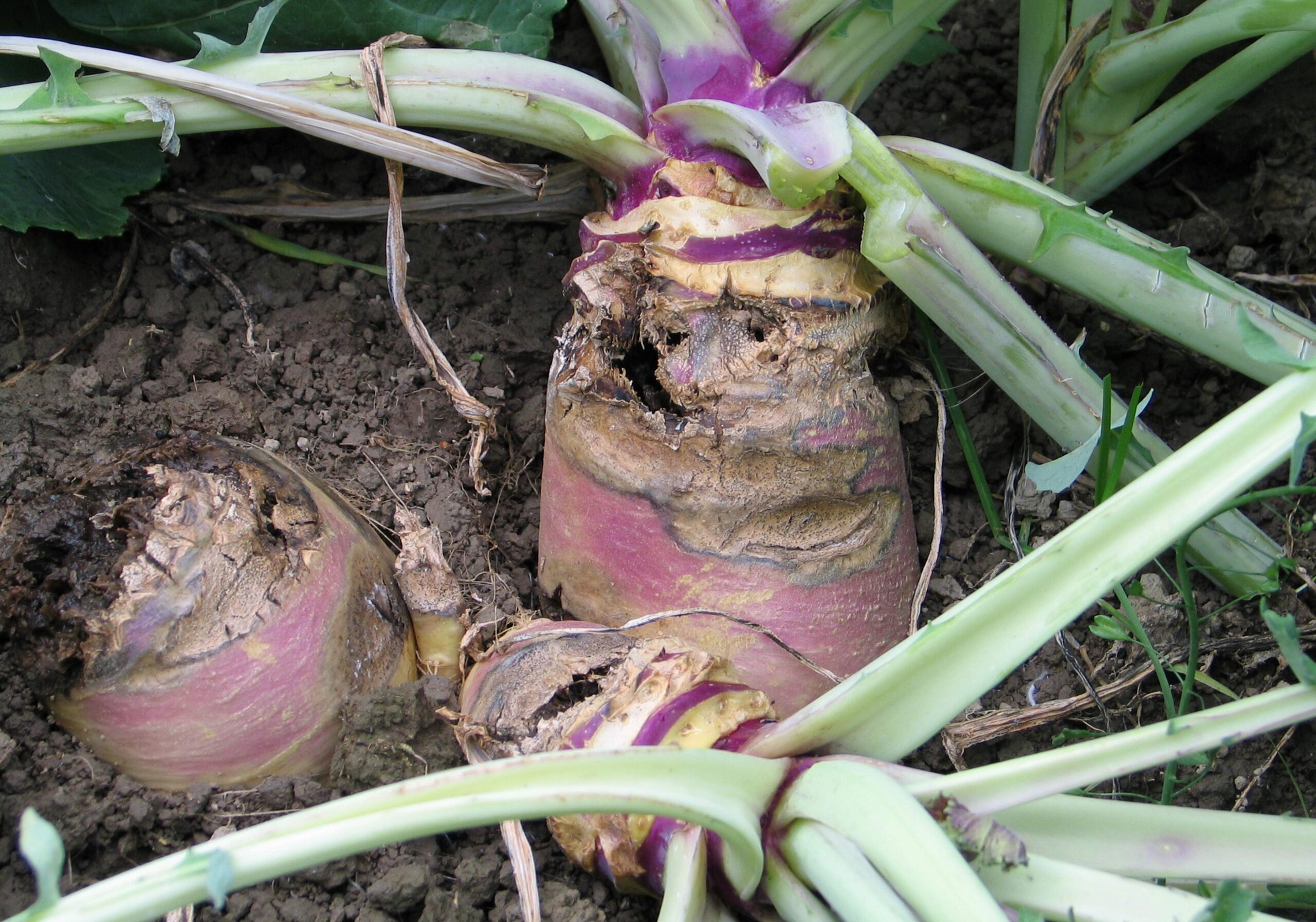 Brassica diseases