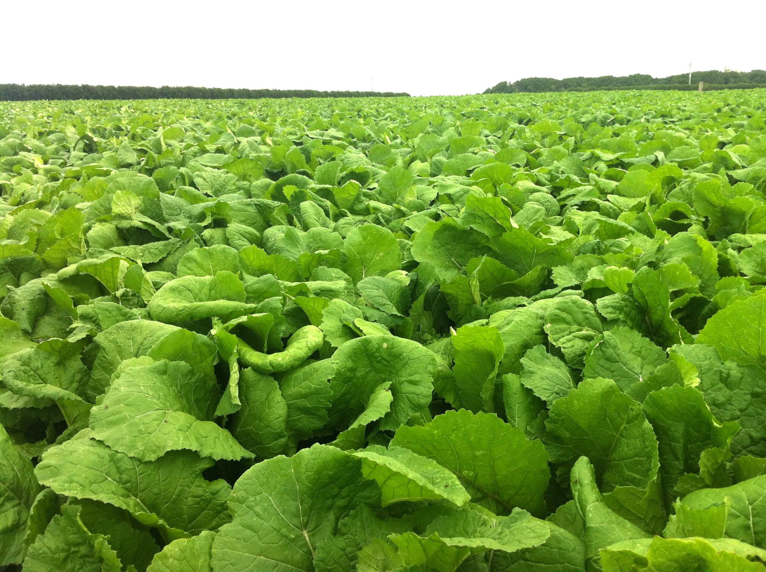 Brassica crop rotations