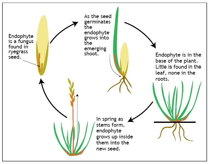 Endophyte FAQs