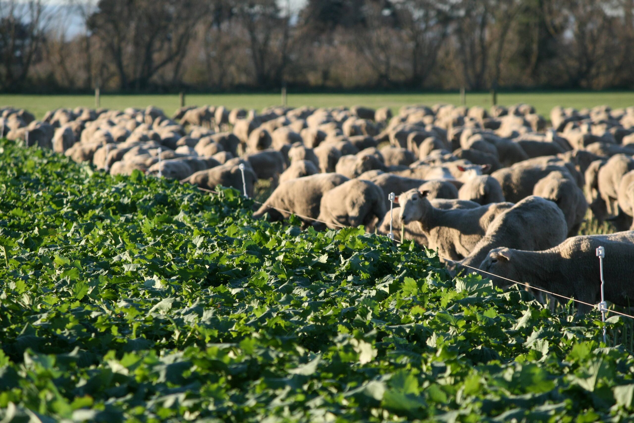 Brassica grazing management