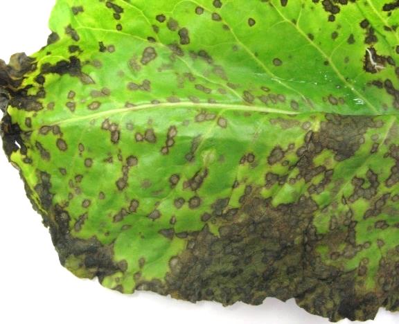 Fodder beet diseases