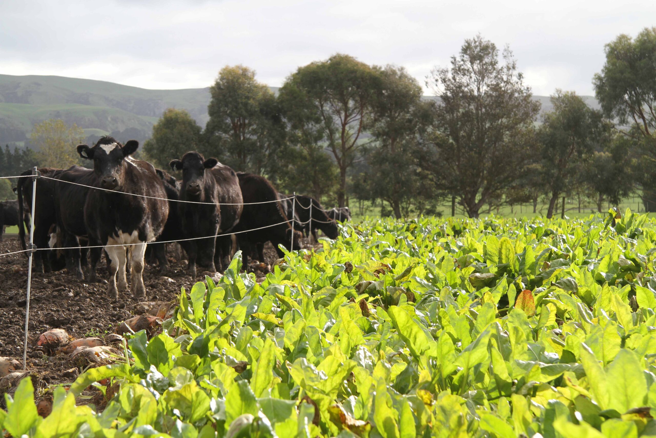 Fodder beet & animal health
