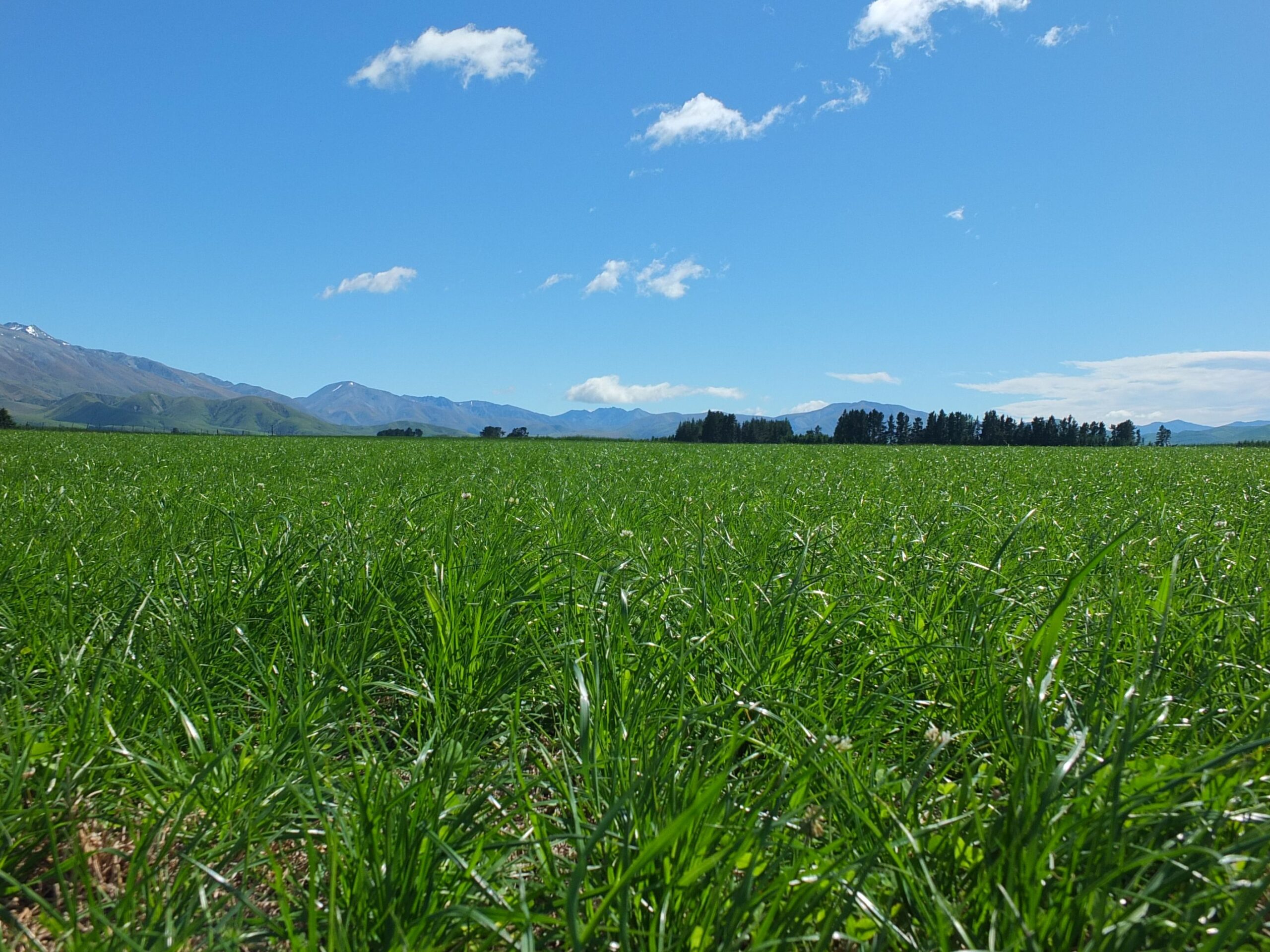 Regenerative Agriculture – pasture mixes