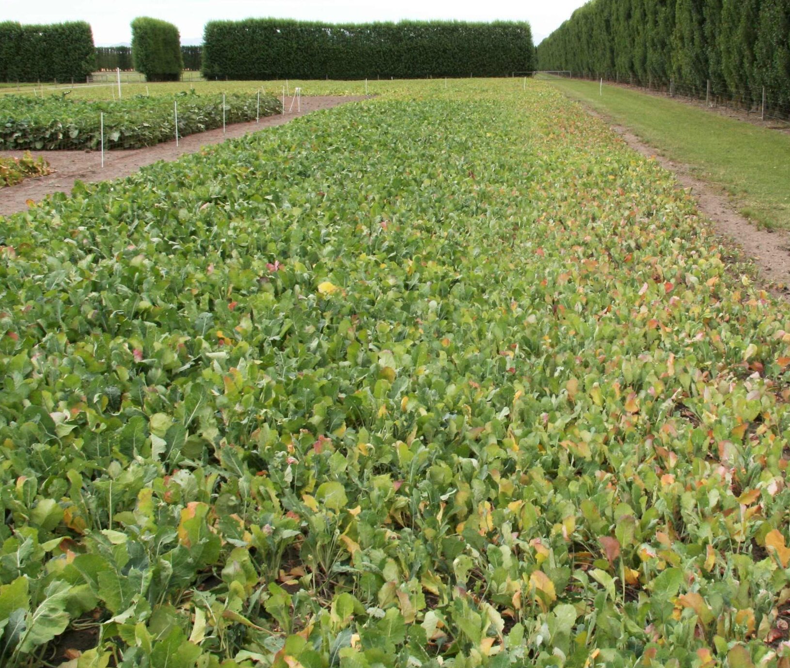 Soil fertility – Brassica