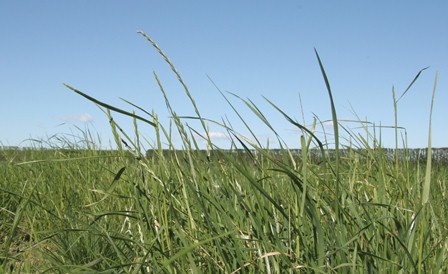 Ryegrass heading dates