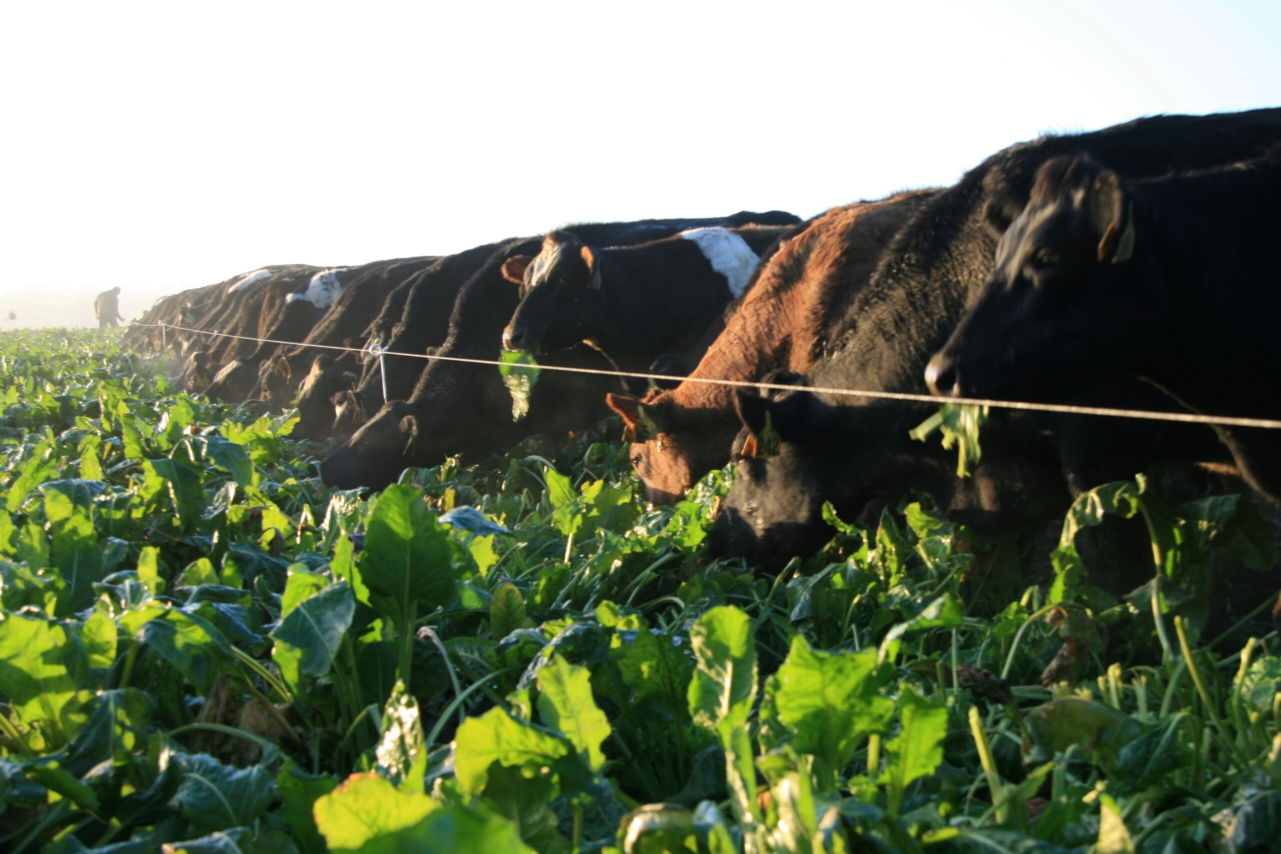 Transitioning animals onto fodder beet