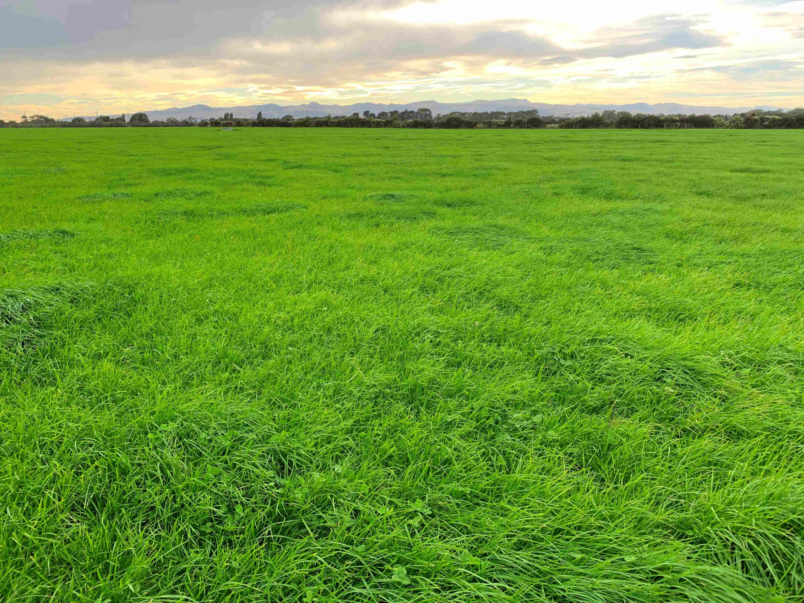 Mixing tetraploid & diploid ryegrass