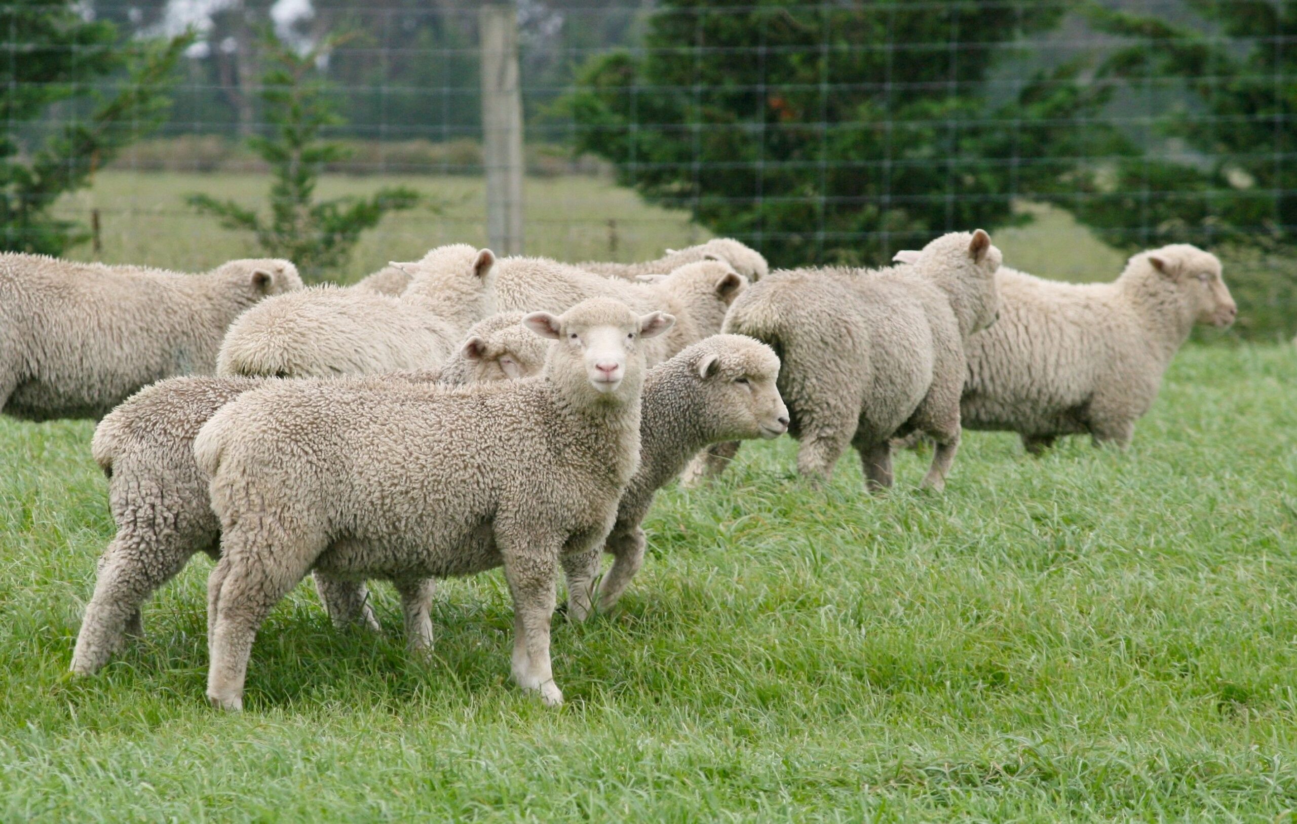 Feed quantity and lamb growth