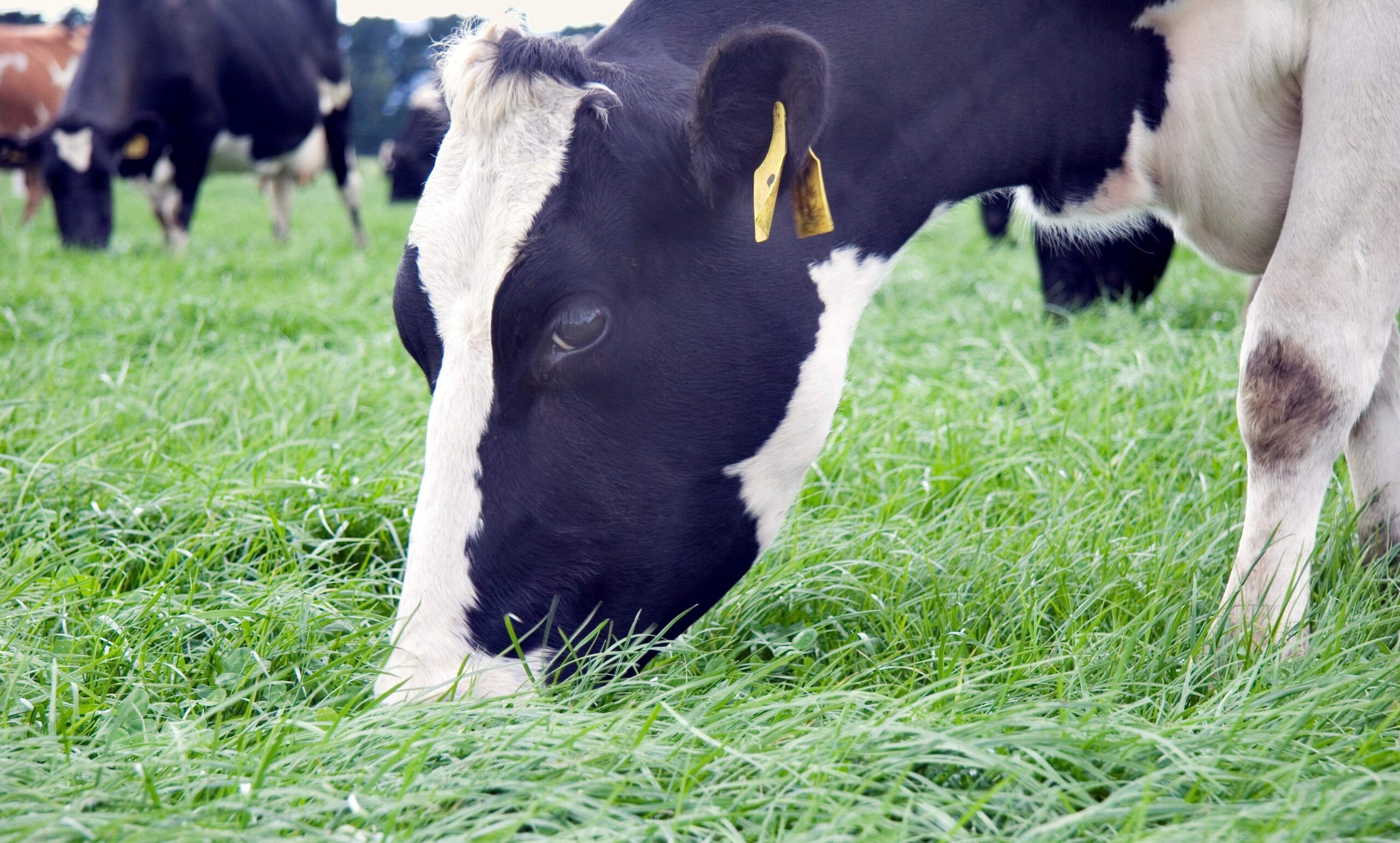Using tetraploid perennial ryegrass