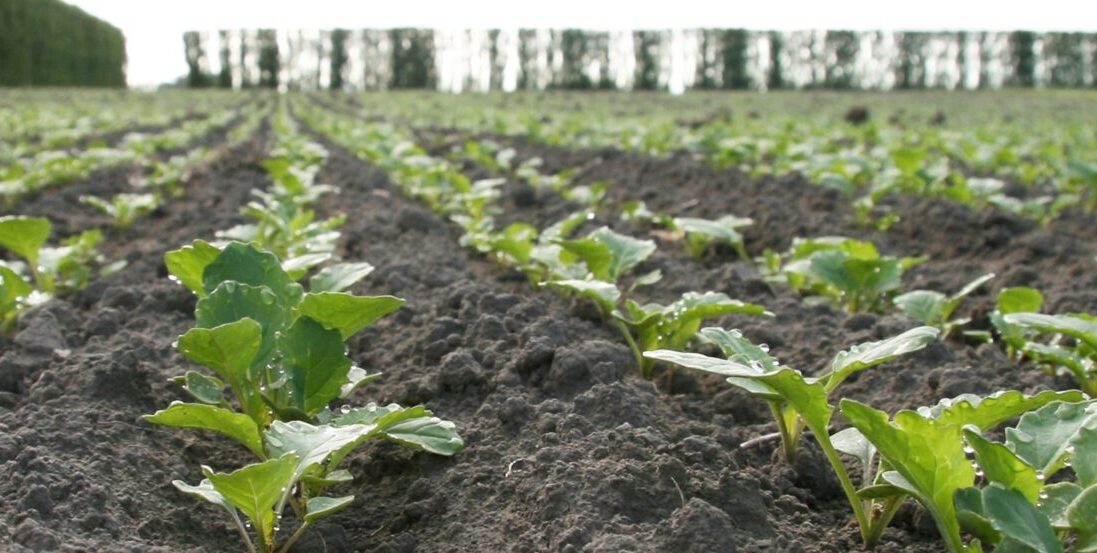 Establishment techniques – Brassica