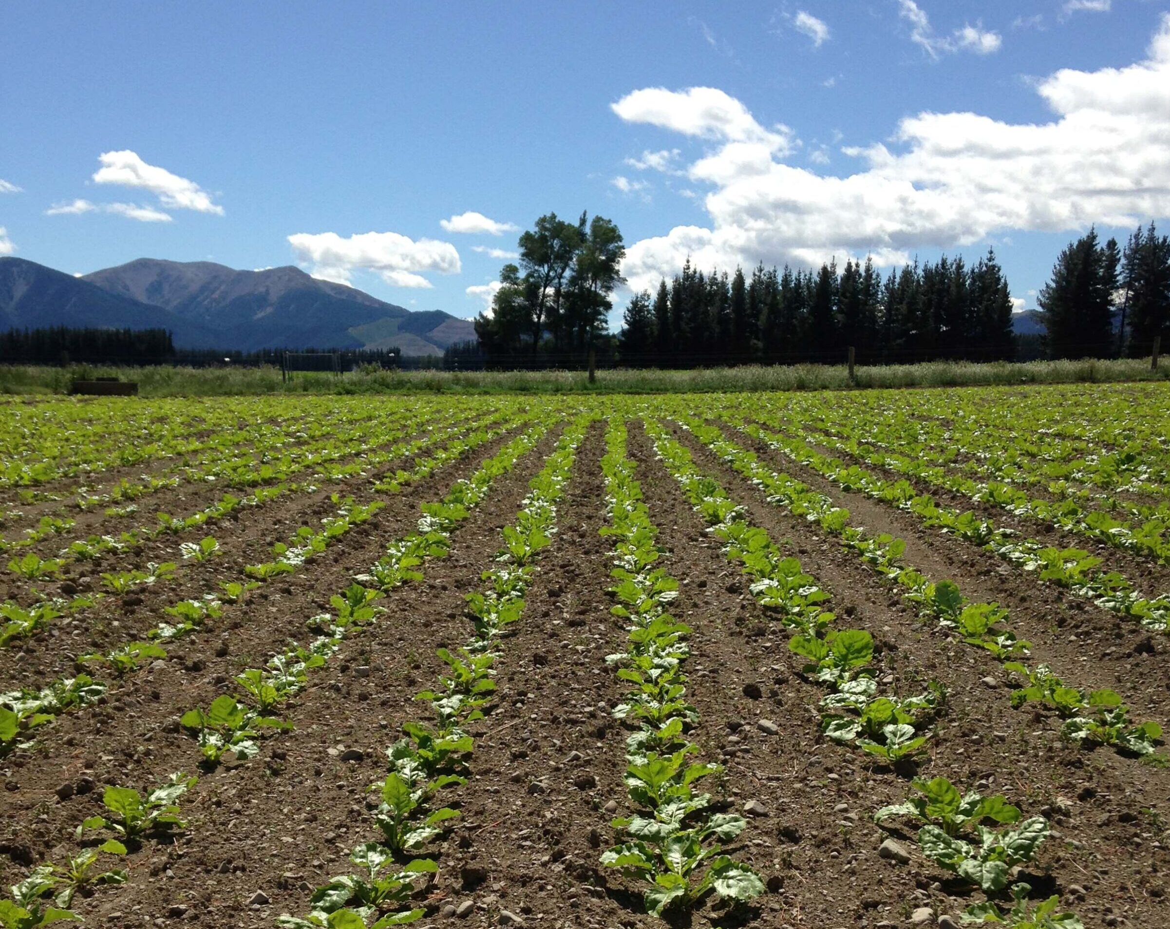 Establishment techniques – Fodder beet