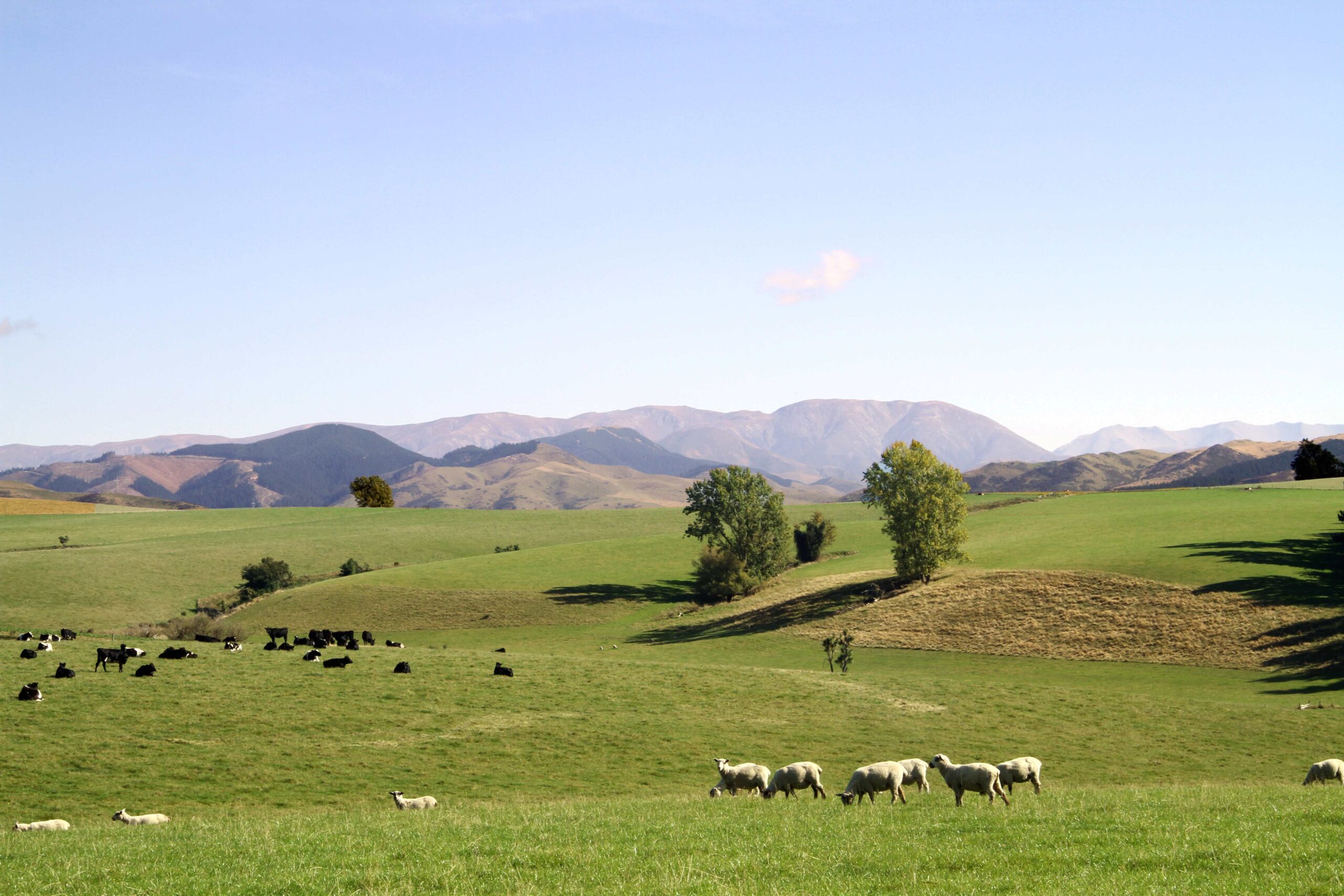 Benefit of correct cultivar – sheep