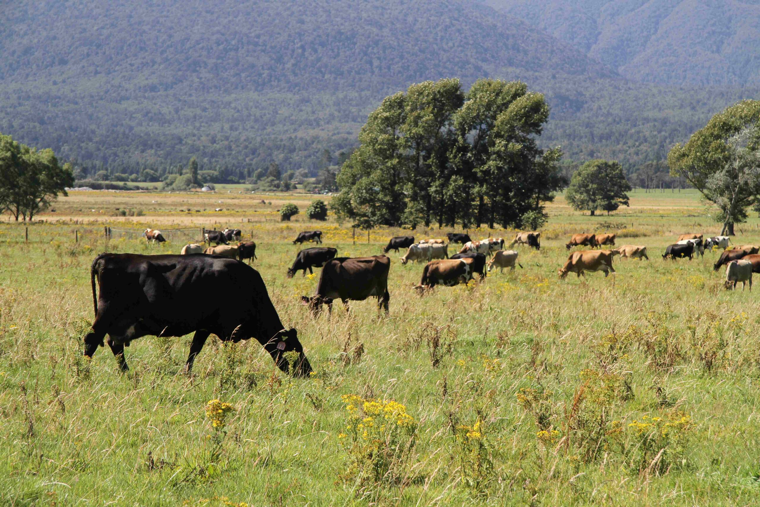 Why renew, A dairy farm example
