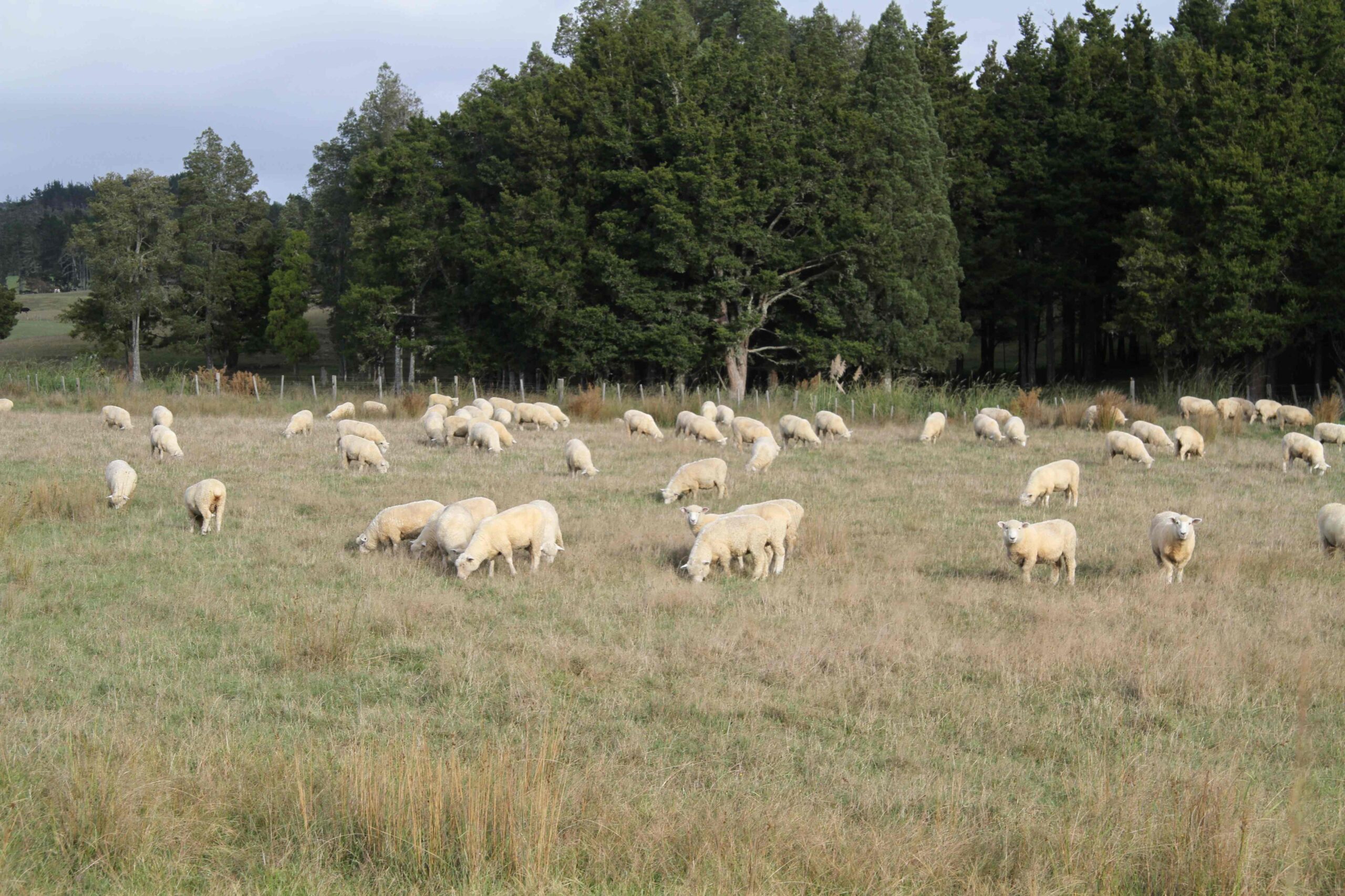 Why renew, A sheep farm example