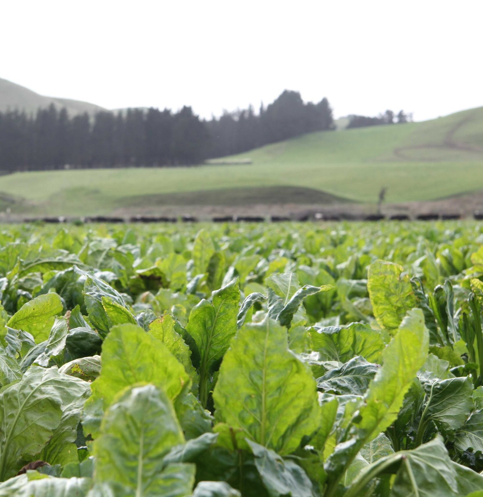 Environmental considerations