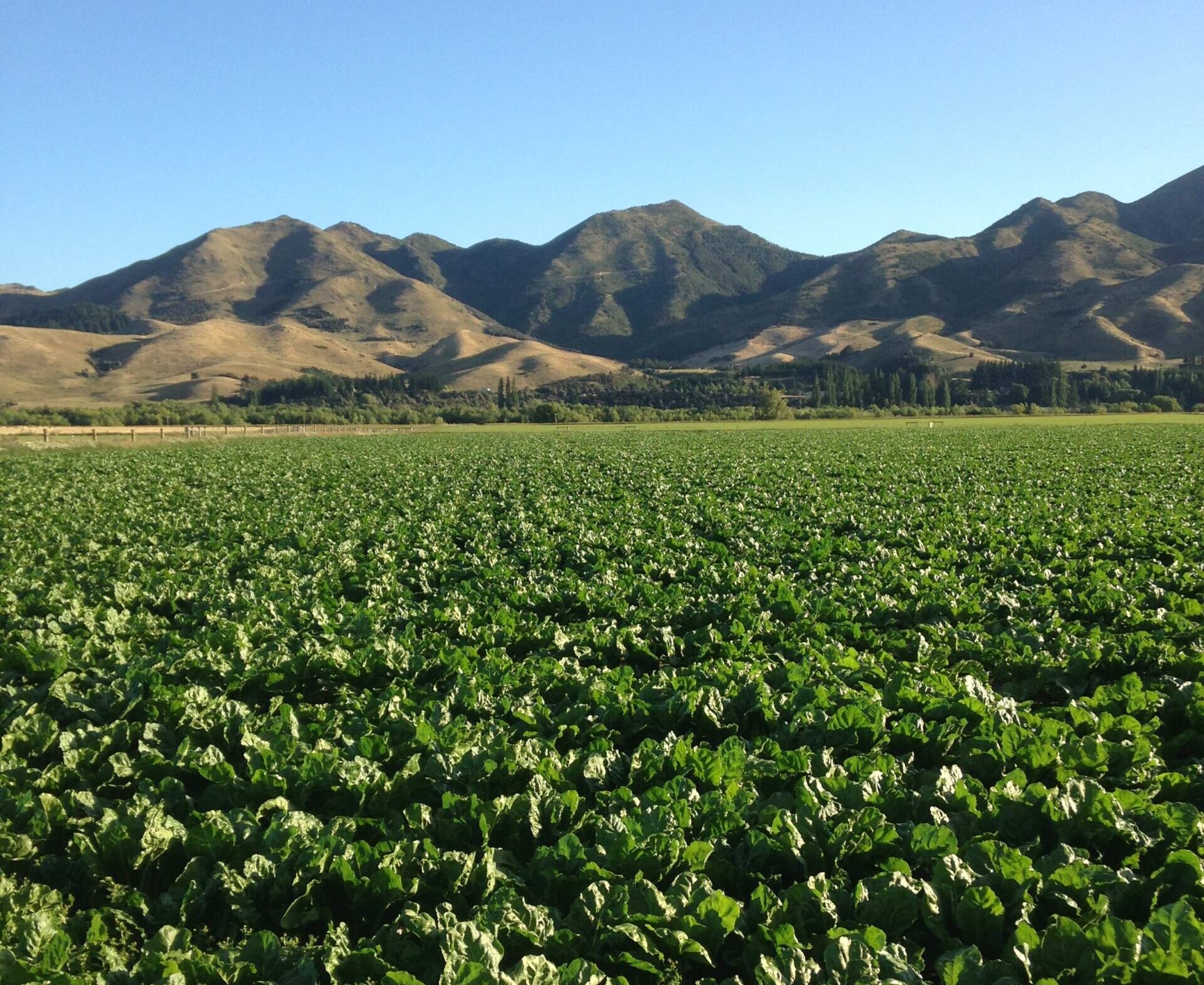 Soil fertility – fodder beet