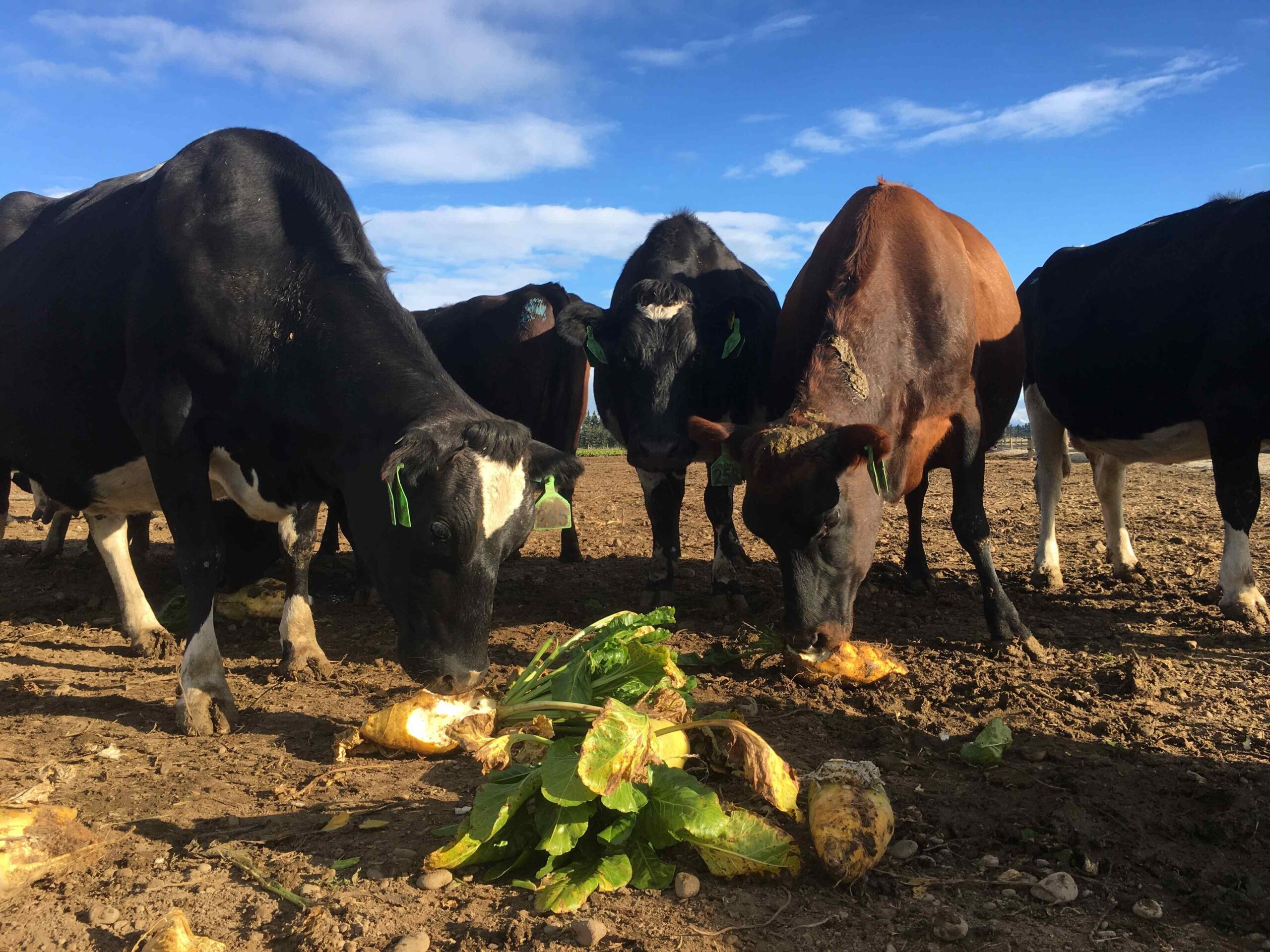 Paddock selection
