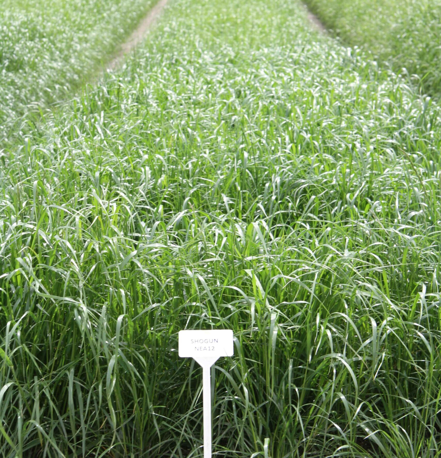 Barenbrug endophytes