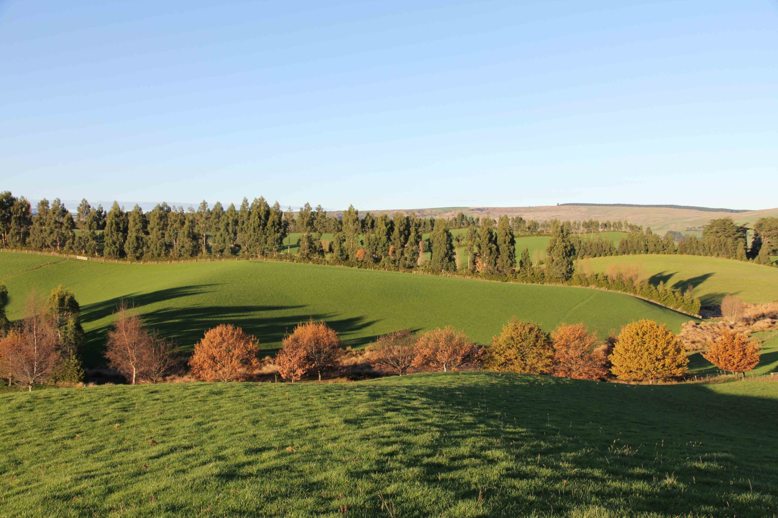 Maximising pasture utilisation