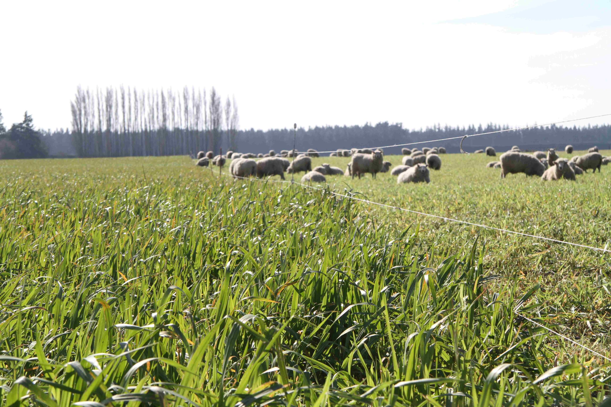 Crop rotation