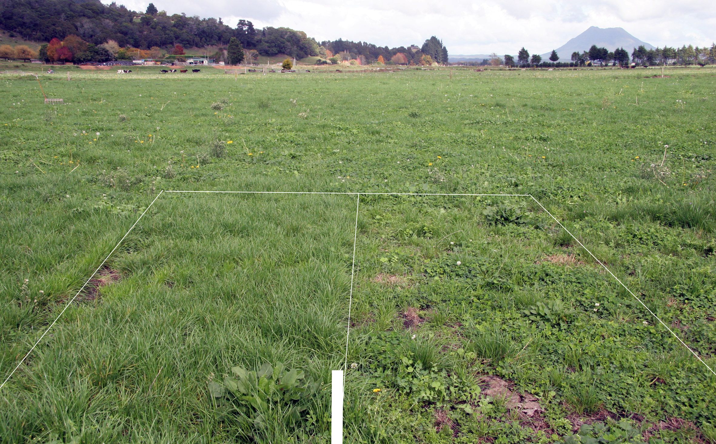 Endophyte insect control ratings