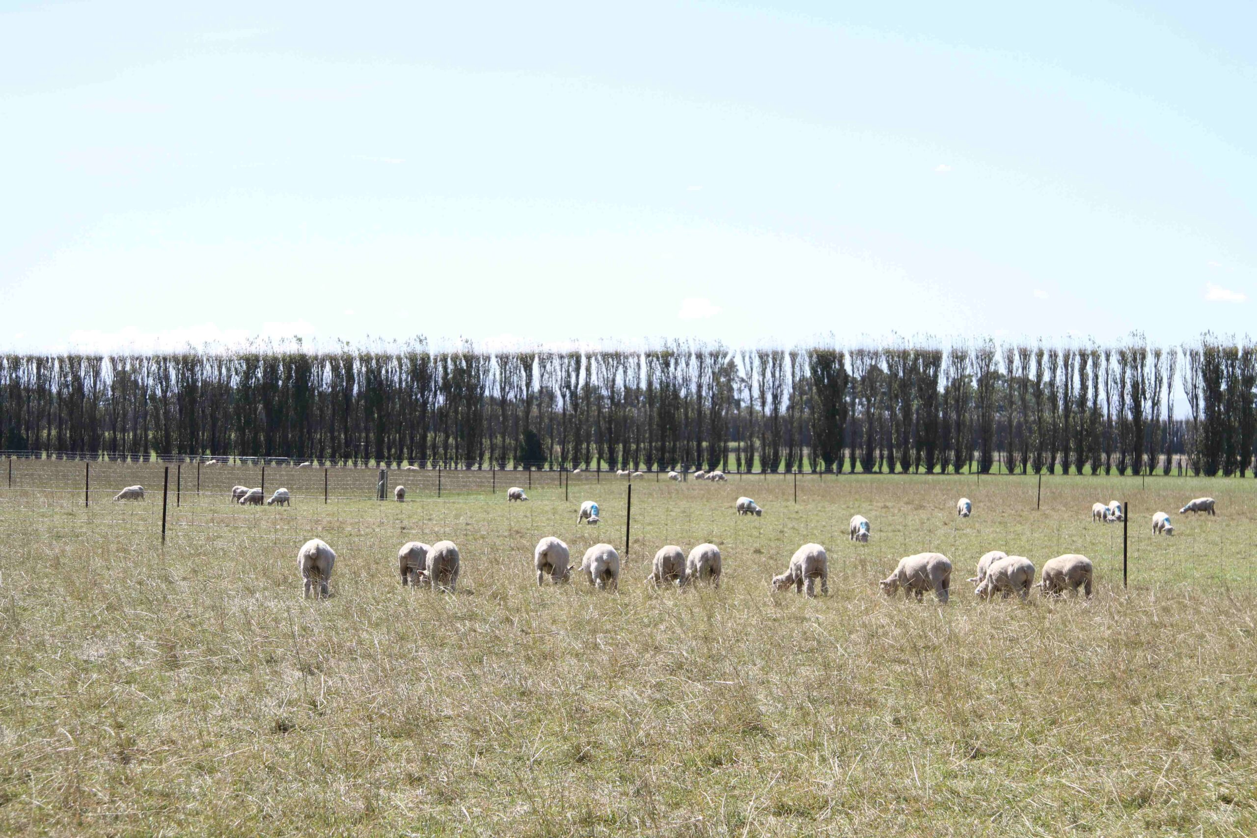 Endophyte animal safety ratings