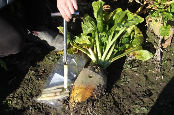 Assessing fodder beet yield