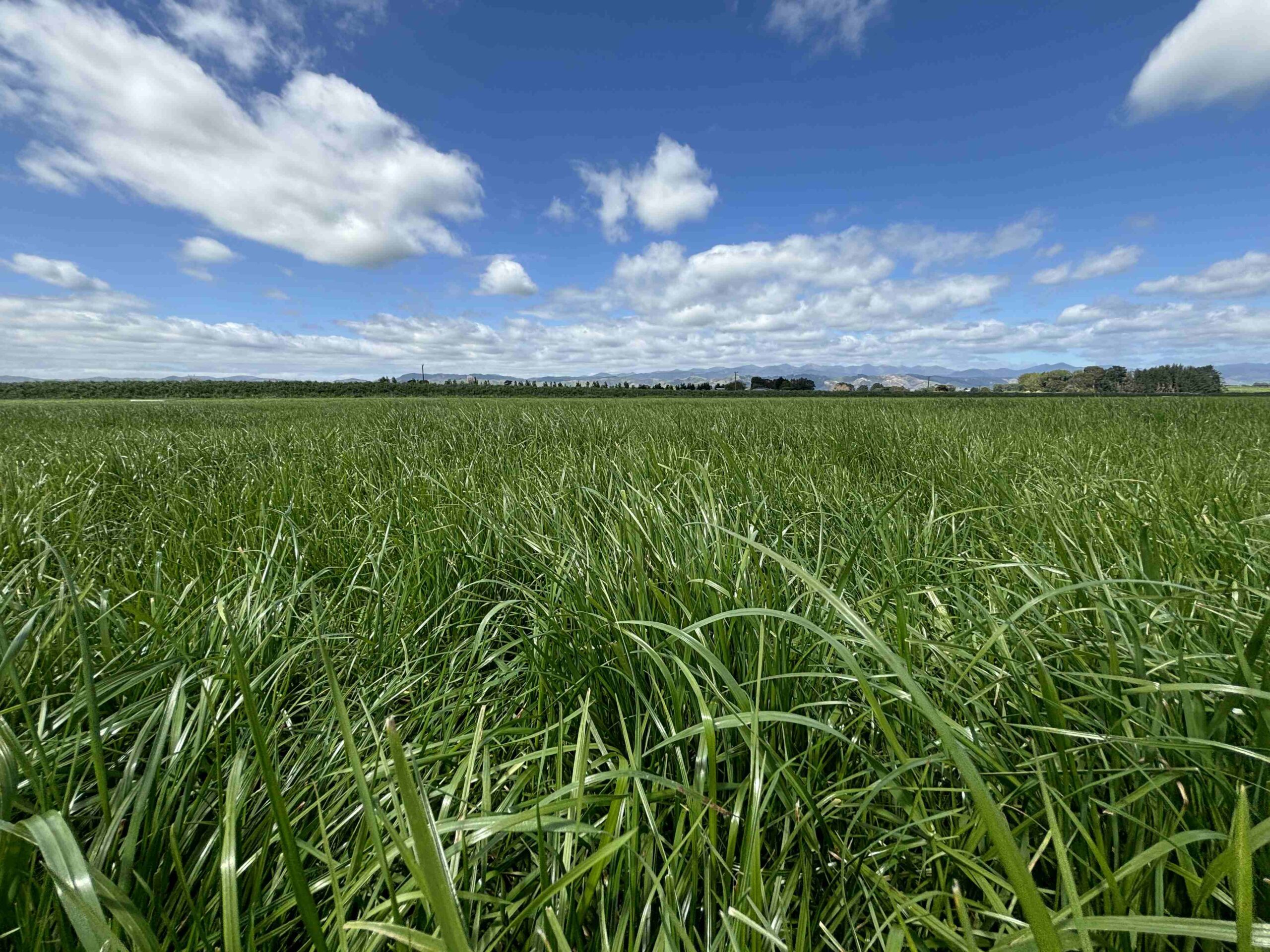 Managing new pasture