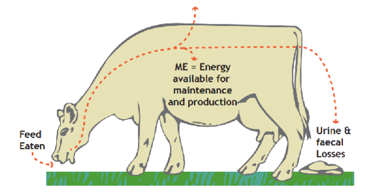 Pasture feed value