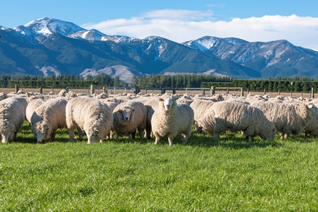Building pasture cover for lambing