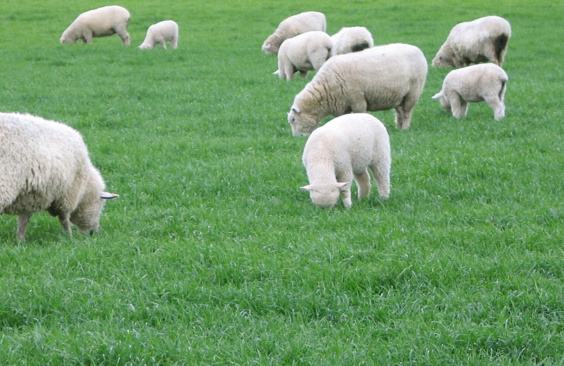 Feed quality and lamb growth